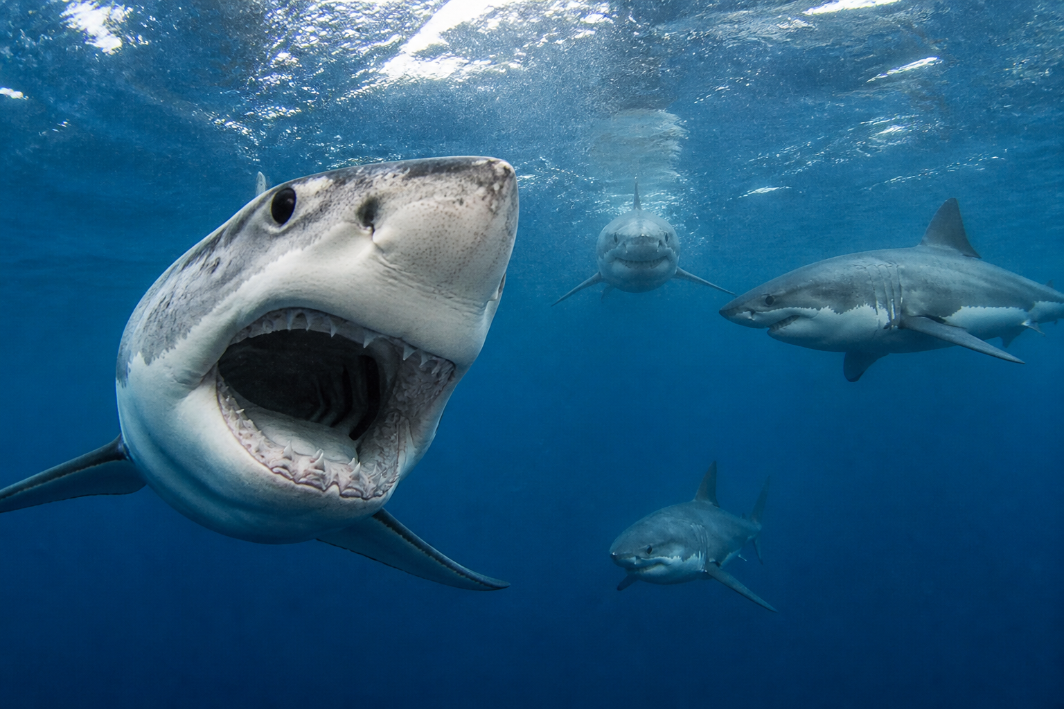 Great White Sharks Horrified To Learn They Have Siblings